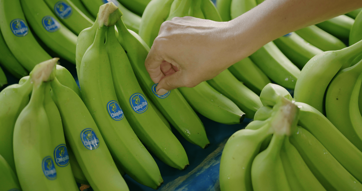 chiquita πίσω από το μπλε αυτοκόλλητο τοποθέτηση αυτοκόλλητου στην μπανάνα