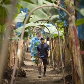 Μπανάνες Chiquita στη φάρμα: Δίνουμε προτεραιότητα στη βιωσιμότητα