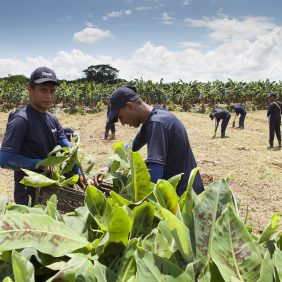 Η Chiquita ενισχύει τη δέσμευσή της για βιώσιμες γεωργικές πρακτικές